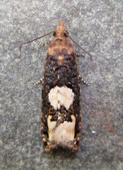 Epinotia trigonella
