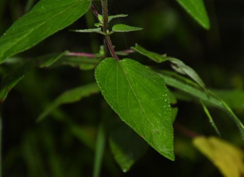 Image of Salvia fulgens by (c) Diana Fuentes, some rights reserved (CC BY-SA)