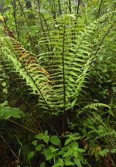 Dryopteris wallichiana