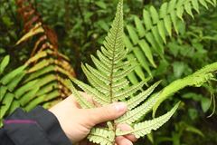 Dryopteris wallichiana