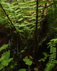 Dryopteris wallichiana