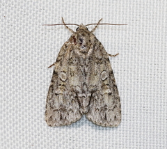 Acronicta modica