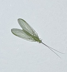 Chrysoperla