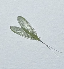 Chrysoperla