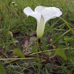 Ipomoea proxima