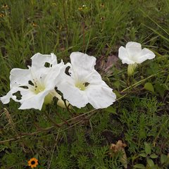 Ipomoea proxima