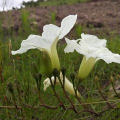 Ipomoea proxima