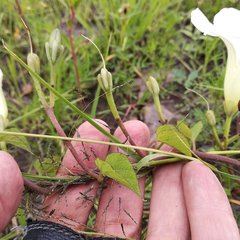 Ipomoea proxima