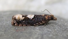 Epinotia trigonella