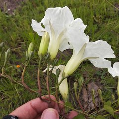 Ipomoea proxima