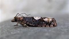 Epinotia trigonella