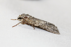 Acronicta modica