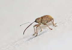 Curculio orthorhynchus