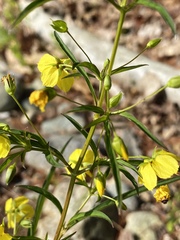 Lysimachia hybrida