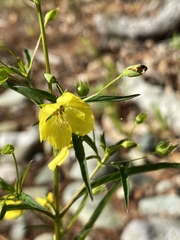 Lysimachia hybrida