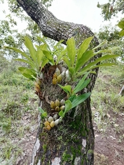 Catasetum pendulum