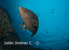 Dermatolepis dermatolepis