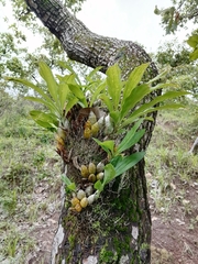 Catasetum pendulum