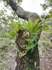 Catasetum pendulum