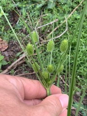 Cyperus retrorsus