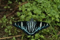 Phocides metrodorus