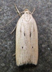 Gonioterma mistrella