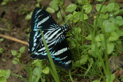 Phocides metrodorus