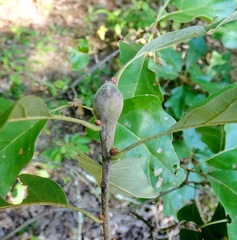 Zapatella quercusphellos