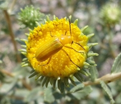 Zonitis dunniana