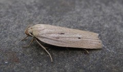 Gonioterma mistrella