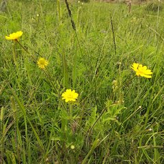 Ranunculus petiolaris