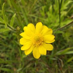 Ranunculus petiolaris