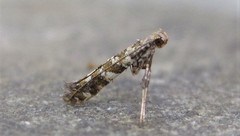 Gracillaria syringella