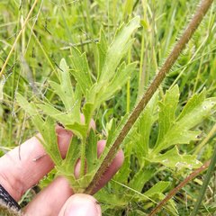 Ranunculus petiolaris