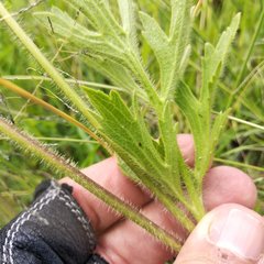 Ranunculus petiolaris