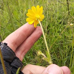Ranunculus petiolaris