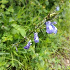 Salvia laevis