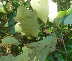 Zapatella quercusphellos