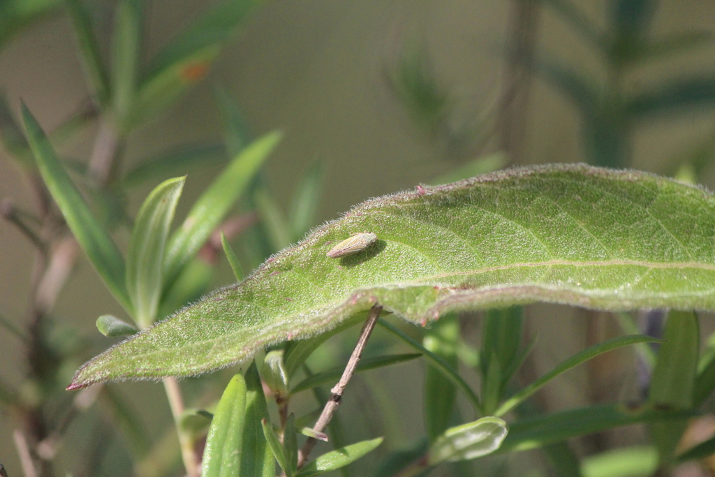 Neokolla aridella