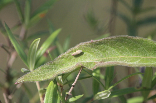Neokolla aridella