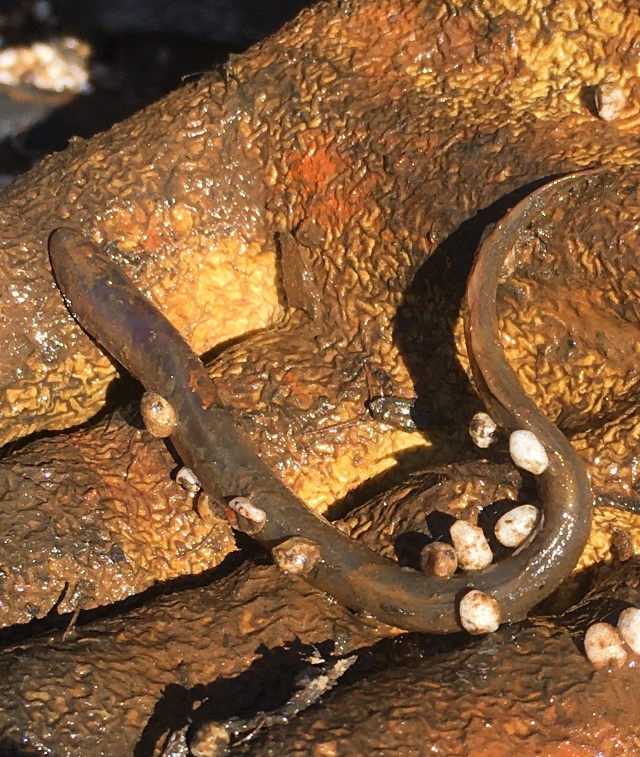 Parasitic river lamprey (Lampetra ayresii) — Petromyzontidae