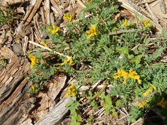 Corydalis curvisiliqua