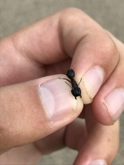 Camponotus herculeanus