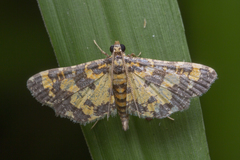 Eurrhyparodes tricoloralis