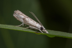 Culladia hastiferalis