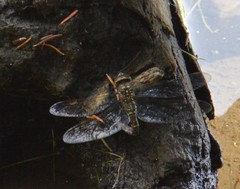 Aeshna palmata