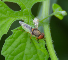 Hedriodiscus vertebratus