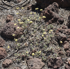 Eriogonum marifolium