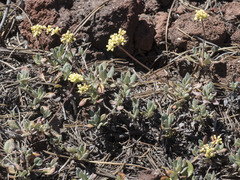 Eriogonum marifolium