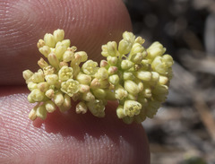 Eriogonum marifolium